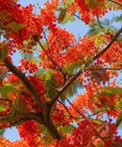 Royal Poinciana Live Plant - Flame Tree Tropical Tree, 4-6 Inch Tall - Image 4