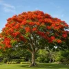 Royal Poinciana Live Plant - Flame Tree Tropical Tree, 4-6 Inch Tall - Image 1