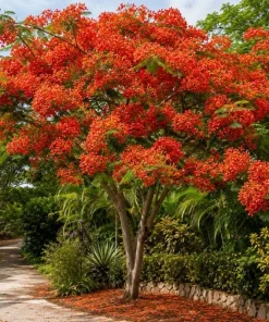 Royal Poinciana Live Plant - Flame Tree Tropical Tree, 4-6 Inch Tall - Image 5