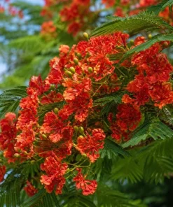 Royal Poinciana Live Plant - Flame Tree Tropical Tree, 4-6 Inch Tall - Image 6