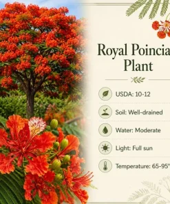 Royal Poinciana Live Plant - Flame Tree Tropical Tree, 4-6 Inch Tall - Image 7