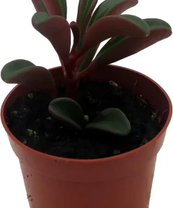Ruby Glow Peperomia Live Plant - Peperomia graveolens - 2.5" Pot - Indoor - Image 2