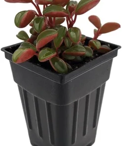 Ruby Glow Peperomia Live Plant - Peperomia graveolens - 2.5
