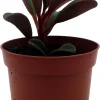 Ruby Glow Peperomia Live Plant - Peperomia graveolens - 2.5" Pot - Indoor - Image 1