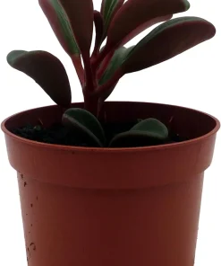 Ruby Glow Peperomia Live Plant - Peperomia graveolens - 2.5
