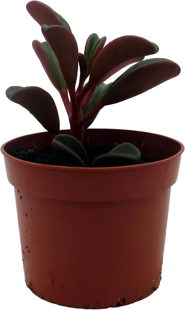 Ruby Glow Peperomia Live Plant - Peperomia graveolens - 2.5" Pot - Indoor - Image 1