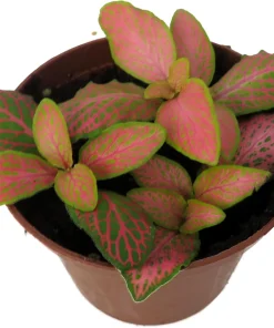 Ruby Lime Fittonia Nerve Plant - Live Houseplant - 2.5 inch Pot - Easy Care Indoor - Image 2