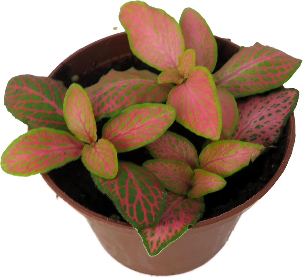 Ruby Lime Fittonia Nerve Plant - Live Houseplant - 2.5 inch Pot - Easy Care Indoor - Image 2