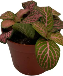 Ruby Lime Fittonia Nerve Plant - Live Houseplant - 2.5 inch Pot - Easy Care Indoor - Image 3