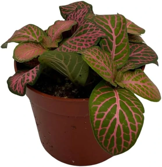 Ruby Lime Fittonia Nerve Plant - Live Houseplant - 2.5 inch Pot - Easy Care Indoor - Image 3