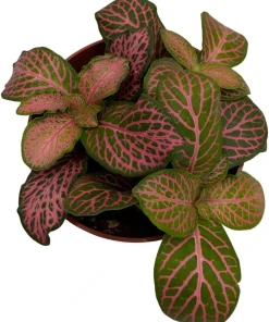 Ruby Lime Fittonia Nerve Plant - Live Houseplant - 2.5 inch Pot - Easy Care Indoor - Image 4