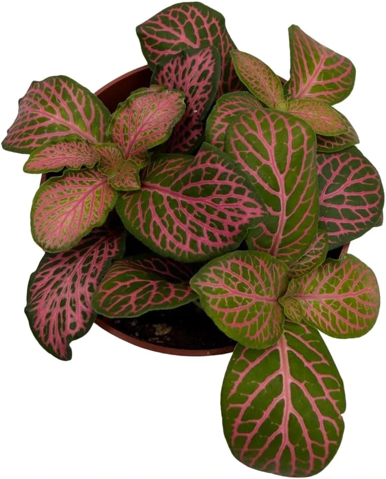 Ruby Lime Fittonia Nerve Plant - Live Houseplant - 2.5 inch Pot - Easy Care Indoor - Image 4