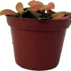 Ruby Lime Fittonia Nerve Plant - Live Houseplant - 2.5 inch Pot - Easy Care Indoor - Image 1