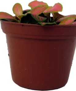 Ruby Lime Fittonia Nerve Plant - Live Houseplant - 2.5 inch Pot - Easy Care Indoor - Image 1