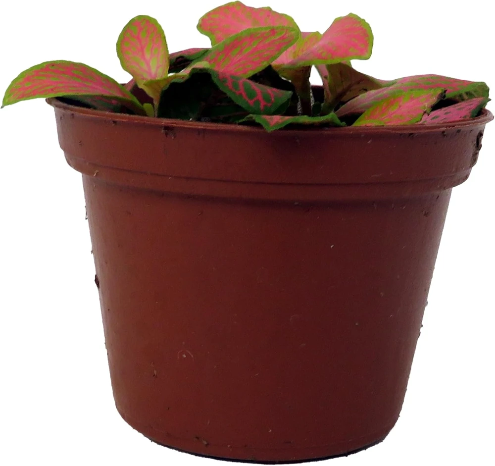 Ruby Lime Fittonia Nerve Plant - Live Houseplant - 2.5 inch Pot - Easy Care Indoor - Image 1