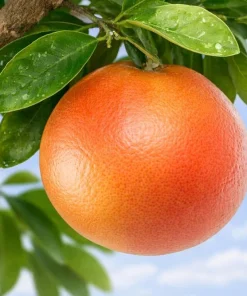 Ruby Red Grapefruit Tree Live Plant - 2-5 Inch Potted Citrus paradisi - Indoor/Outdoor - Image 3