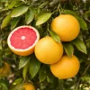 Ruby Red Grapefruit Tree Live Plant - 2-5 Inch Potted Citrus paradisi - Indoor/Outdoor - Image 1