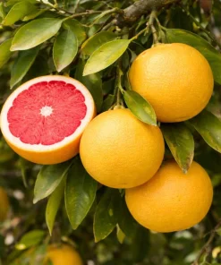 Ruby Red Grapefruit Tree Live Plant - 2-5 Inch Potted Citrus paradisi - Indoor/Outdoor - Image 1