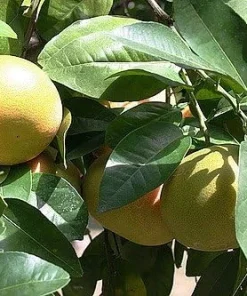 Ruby Red Grapefruit Tree Live Plant - 4x12 Grower Pot - Indoor/Outdoor Fruit - Image 2