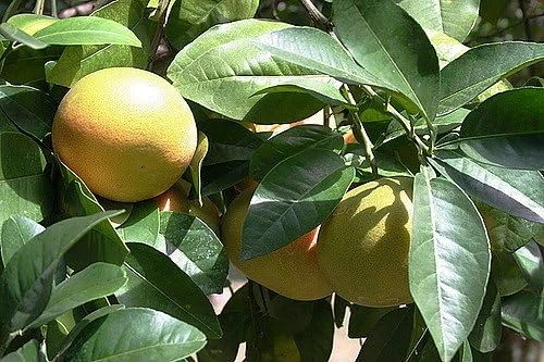 Ruby Red Grapefruit Tree Live Plant - 4x12 Grower Pot - Indoor/Outdoor Fruit - Image 2