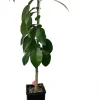 Ruby Red Grapefruit Tree Live Plant - 4x12 Grower Pot - Indoor/Outdoor Fruit - Image 1