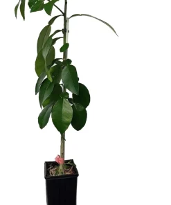 Ruby Red Grapefruit Tree Live Plant - 4x12 Grower Pot - Indoor/Outdoor Fruit - Image 1