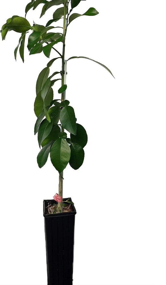 Ruby Red Grapefruit Tree Live Plant - 4x12 Grower Pot - Indoor/Outdoor Fruit - Image 1