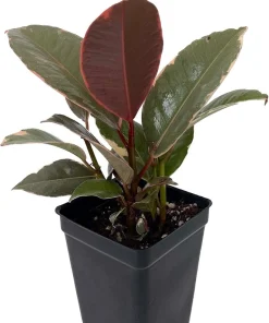 Ruby Rubber Tree Live Plant - Ficus elastica 'Strawberry & Cream' - 2.5" Pot Indoor - Image 2