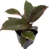 Ruby Rubber Tree Live Plant - Ficus elastica 'Strawberry & Cream' - 2.5" Pot Indoor - Image 1