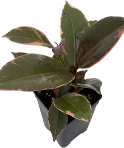 Ruby Rubber Tree Live Plant - Ficus elastica 'Strawberry & Cream' - 2.5
