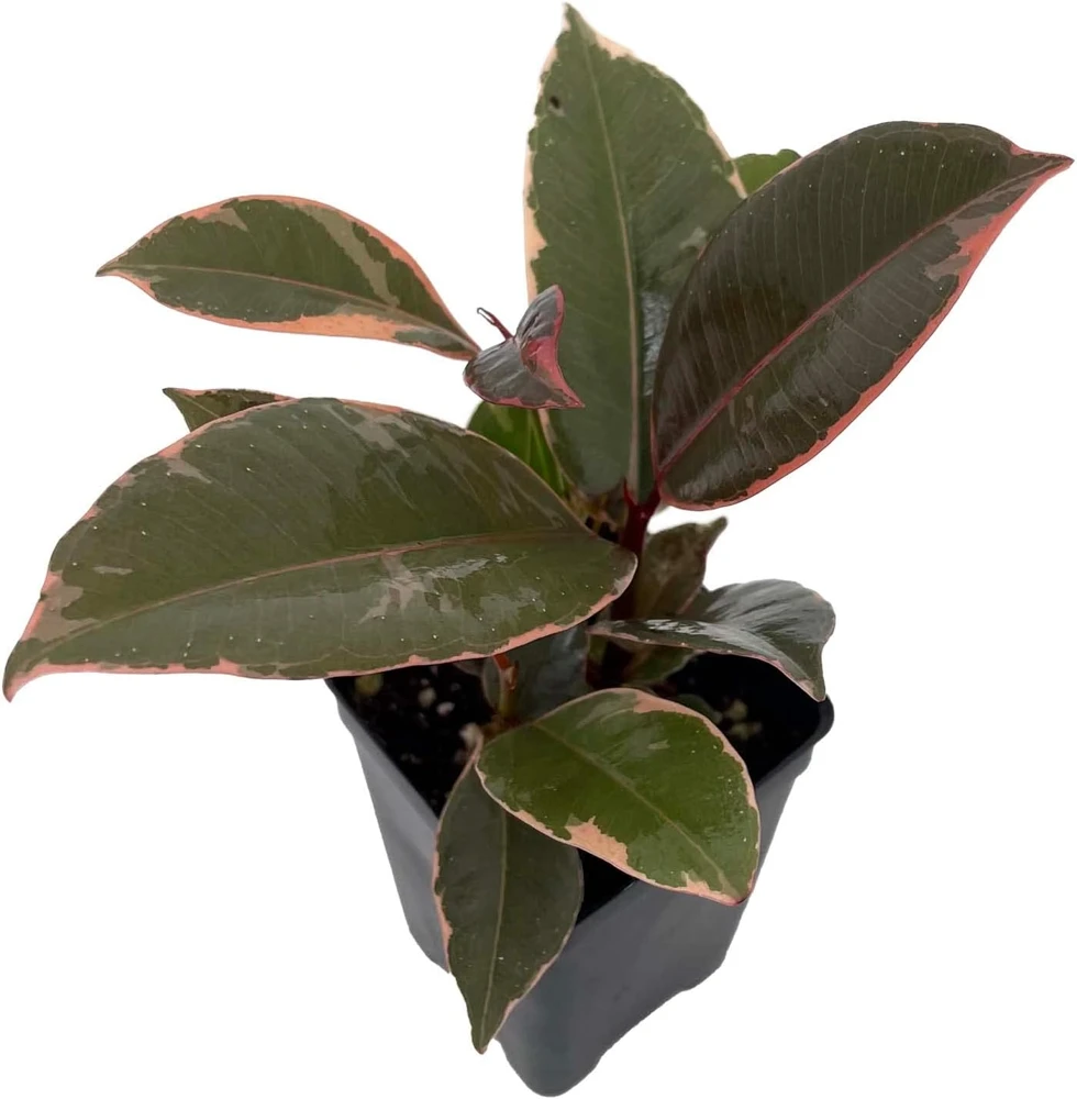 Ruby Rubber Tree Live Plant - Ficus elastica 'Strawberry & Cream' - 2.5" Pot Indoor - Image 1