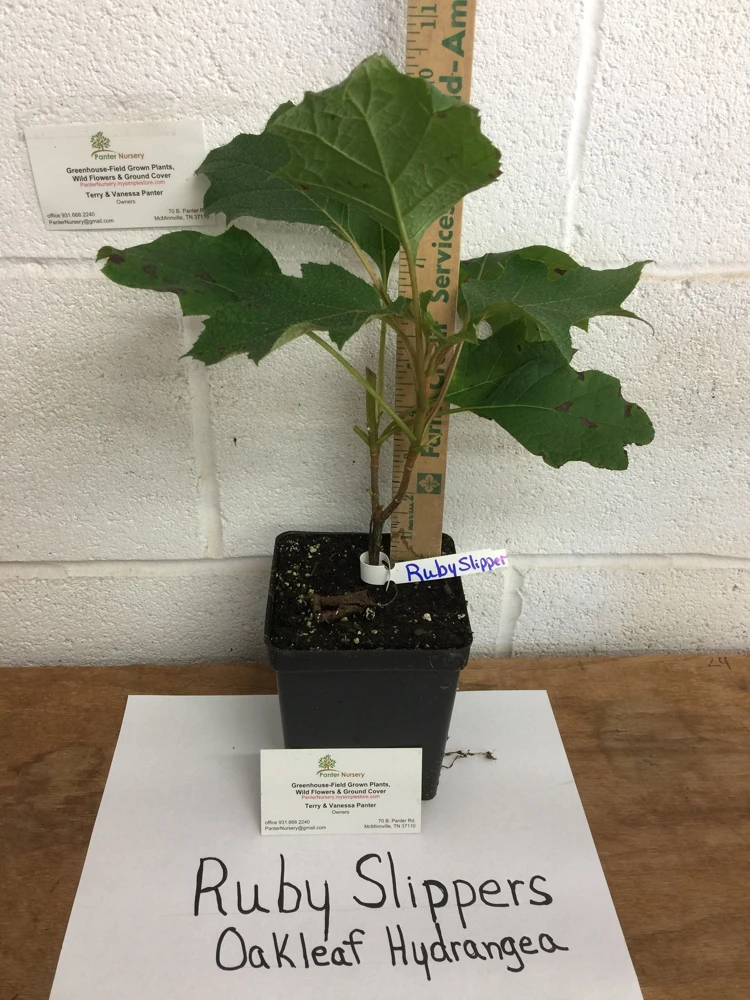 Ruby Slippers Oakleaf Hydrangea Live Plant - 6-10" Tall in Quart Pot - Outdoor Shrub - Image 2