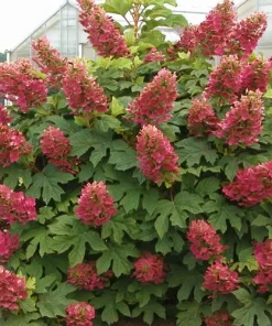 Ruby Slippers Oakleaf Hydrangea Live Plant - 6-10