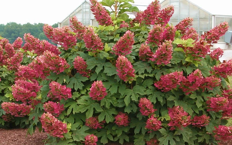 Ruby Slippers Oakleaf Hydrangea Live Plant - 6-10" Tall in Quart Pot - Outdoor Shrub - Image 4