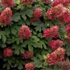 Ruby Slippers Oakleaf Hydrangea Live Plant - 6-10" Tall in Quart Pot - Outdoor Shrub - Image 1