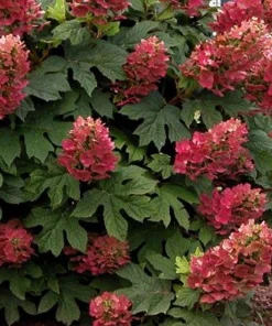 Ruby Slippers Oakleaf Hydrangea Live Plant - 6-10