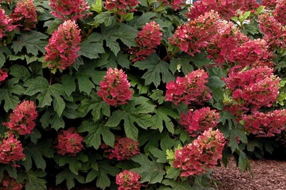 Ruby Slippers Oakleaf Hydrangea Live Plant - 6-10" Tall in Quart Pot - Outdoor Shrub - Image 1