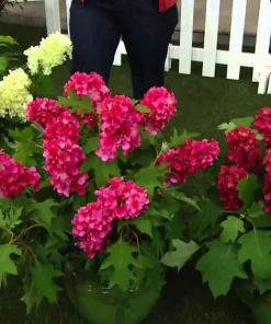 Ruby Slippers Oakleaf Hydrangea Live Plant - 6-10