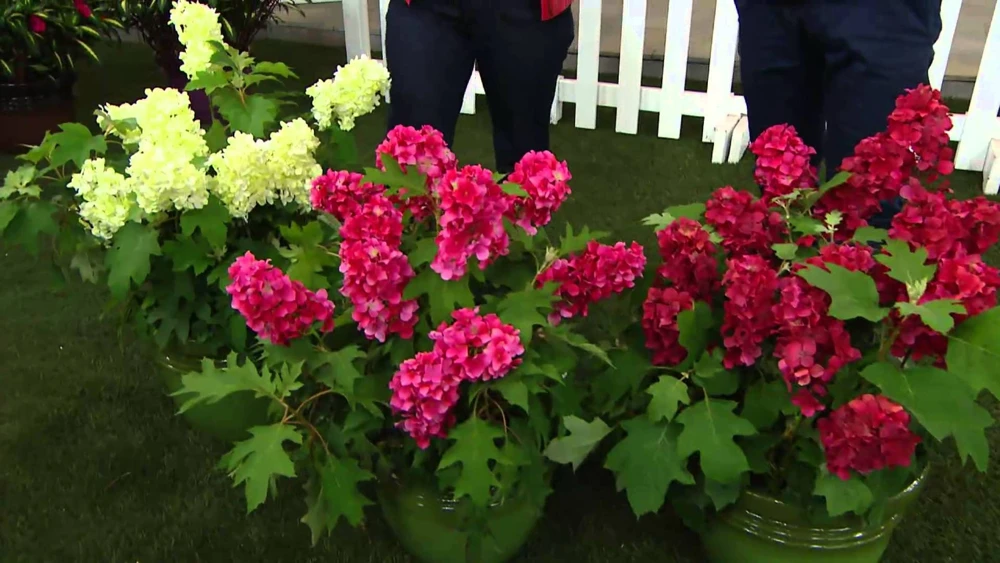 Ruby Slippers Oakleaf Hydrangea Live Plant - 6-10" Tall in Quart Pot - Outdoor Shrub - Image 5