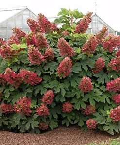 Ruby Slippers Oakleaf Hydrangea Live Plant - 6-10