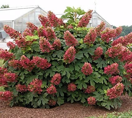 Ruby Slippers Oakleaf Hydrangea Live Plant - 6-10" Tall in Quart Pot - Outdoor Shrub - Image 6