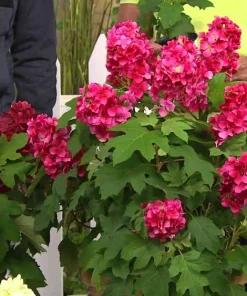 Ruby Slippers Oakleaf Hydrangea Live Plant - 6-10