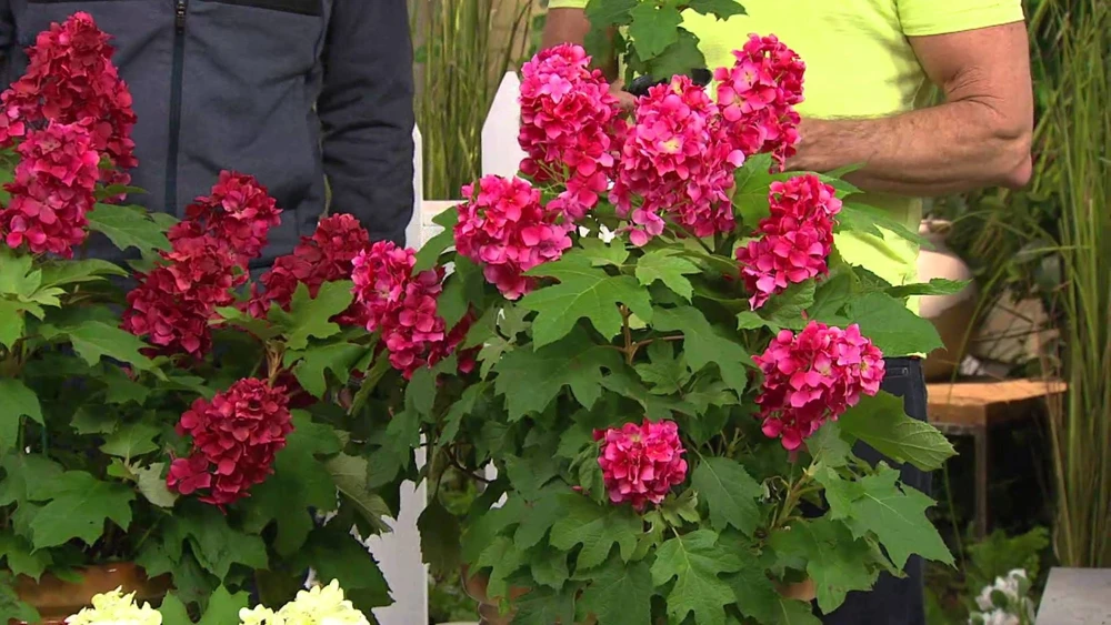 Ruby Slippers Oakleaf Hydrangea Live Plant - 6-10" Tall in Quart Pot - Outdoor Shrub - Image 7