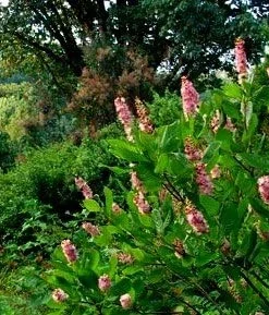 Ruby Spice Summersweet Live Plant - Clethra alnifolia - Fragrant - 4" Pot - Image 2