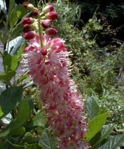 Ruby Spice Summersweet Live Plant - Clethra alnifolia - Fragrant - 4
