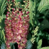 Ruby Spice Summersweet Live Plant - Clethra alnifolia - Fragrant - 4" Pot - Image 1