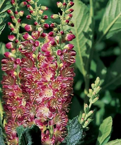 Ruby Spice Summersweet Live Plant - Clethra alnifolia - Fragrant - 4