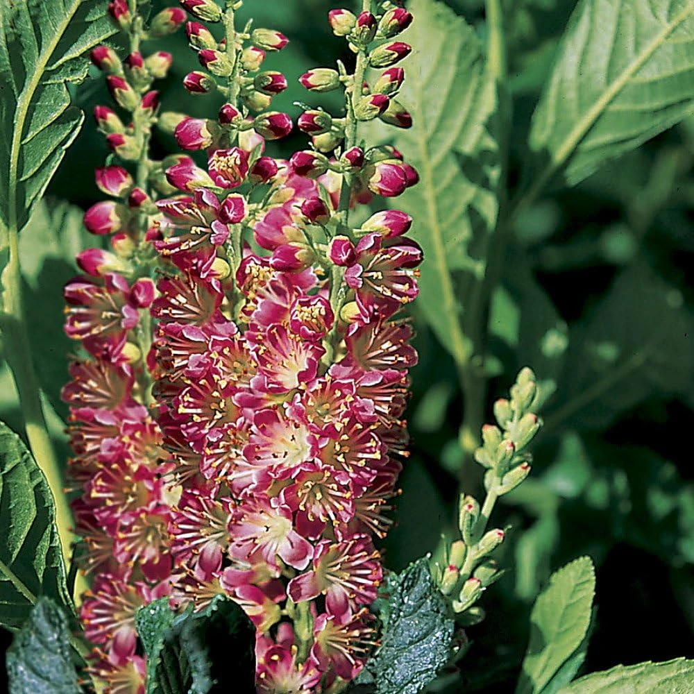 Ruby Spice Summersweet Live Plant - Clethra alnifolia - Fragrant - 4" Pot - Image 1