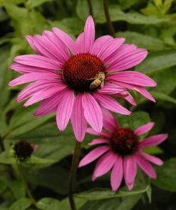 Ruby Star Coneflower Perennial - Echinacea Live Plant - Quart Pot - Outdoor - Image 2