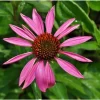 Ruby Star Coneflower Perennial - Echinacea Live Plant - Quart Pot - Outdoor - Image 1